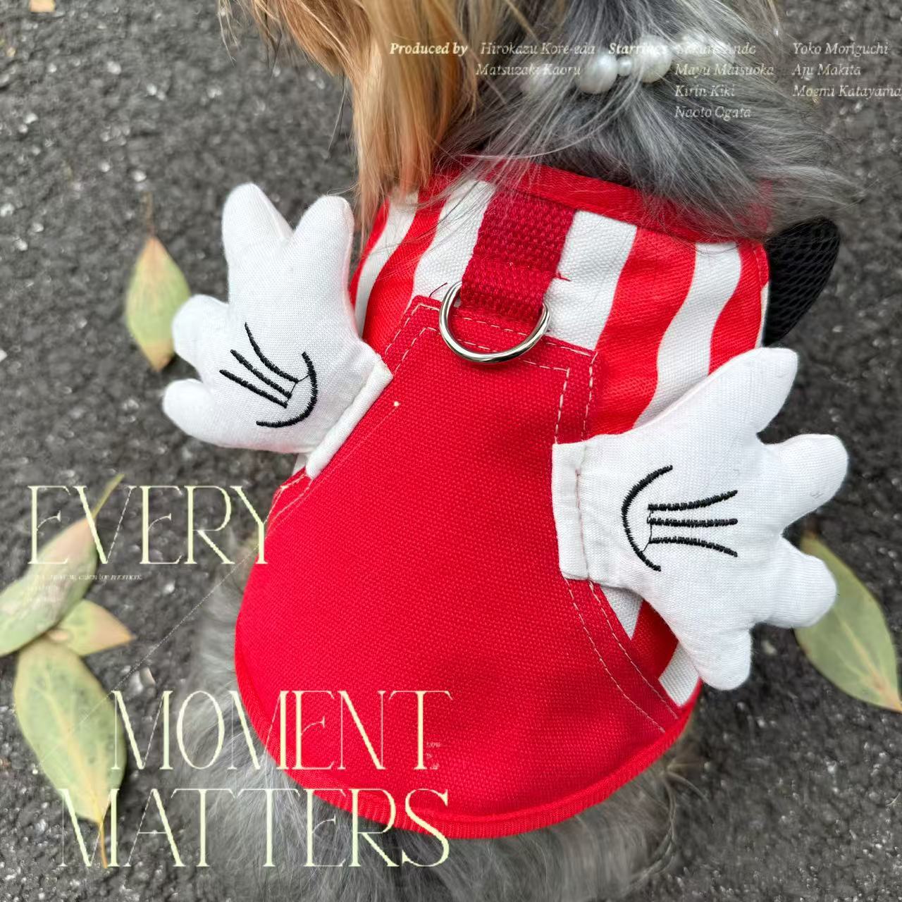 Close-up of a small dog wearing the red striped wing harness with white wing accents