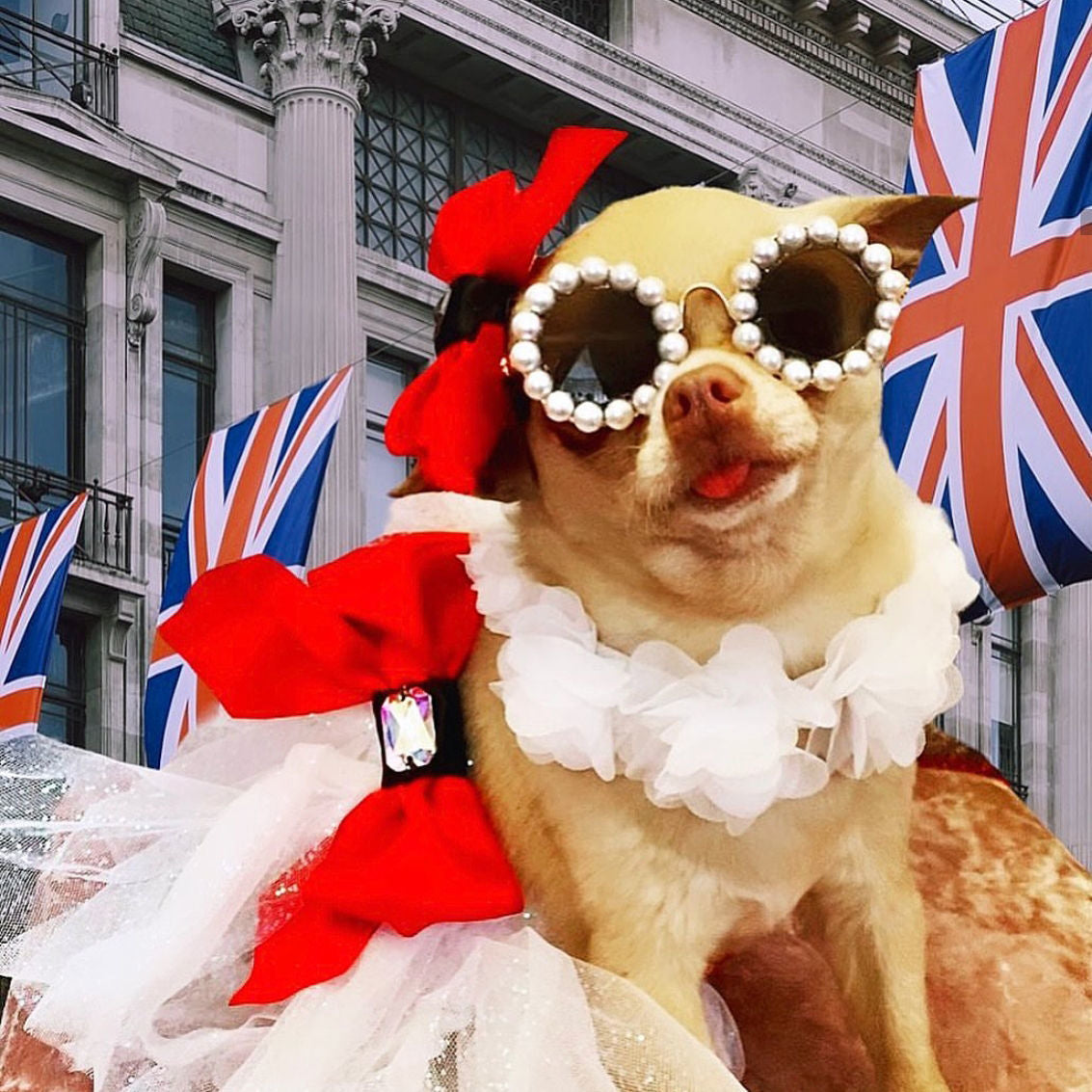 Dog in costume wearing brown lens pearl round pet sunglasses