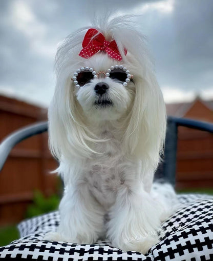 White dog wearing pearl-trimmed round pet sunglasses outdoors