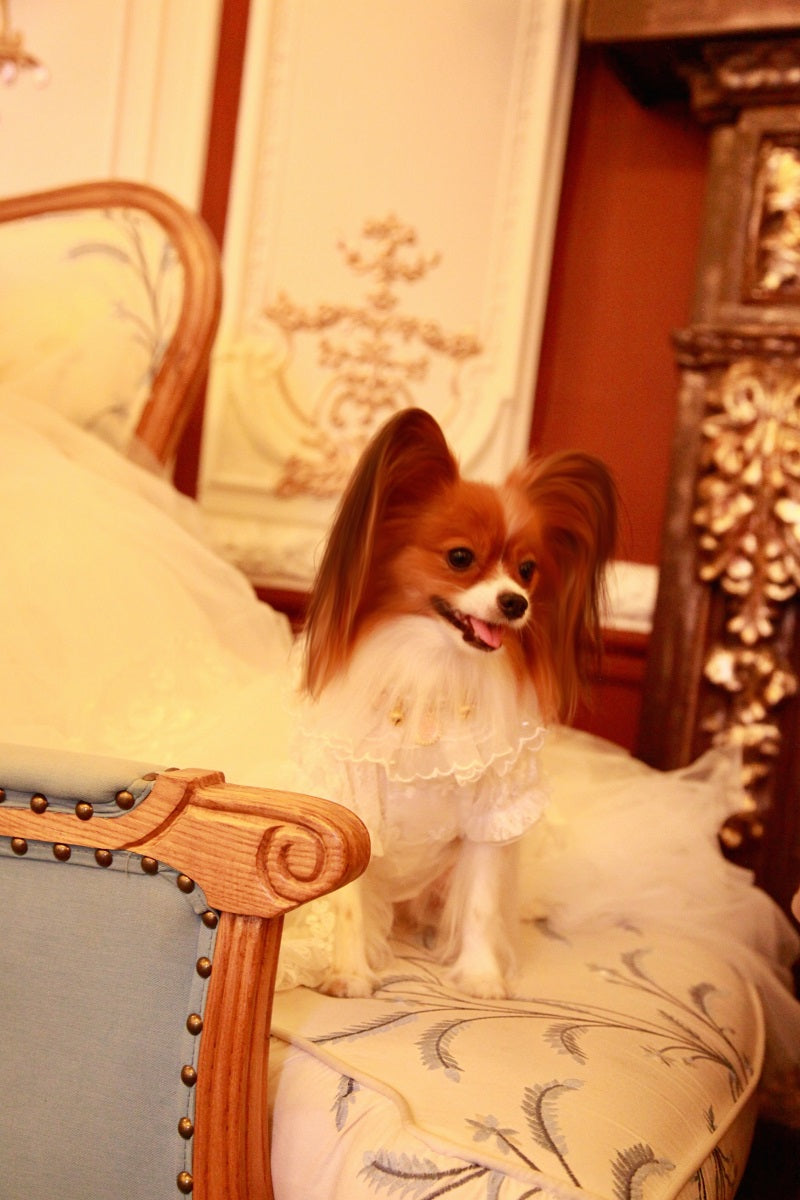 Handmade Ivory Angel Bridal Dog Dress – Luxury Long Train Wedding Gown for Dogs