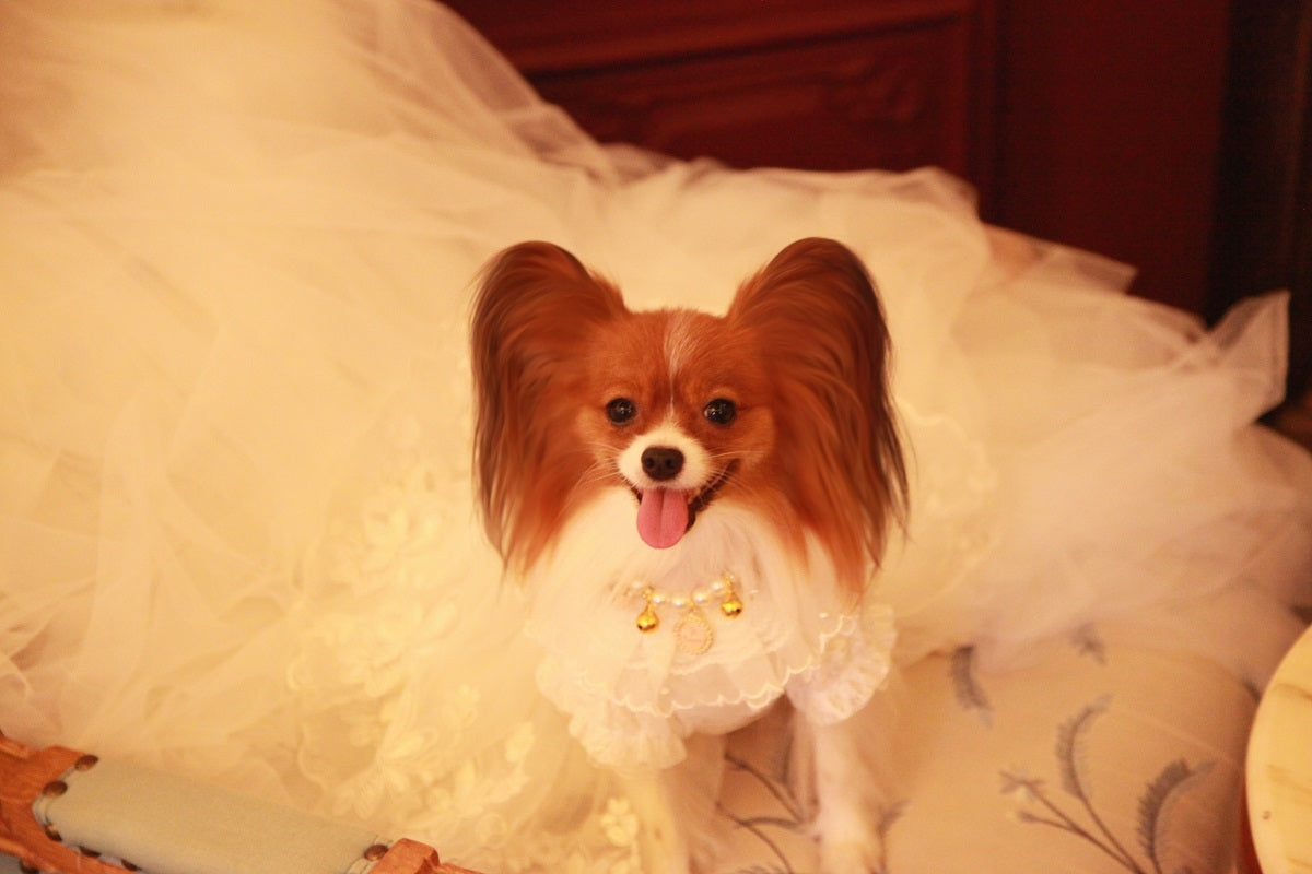 Wedding puppy gown with lace sleeves