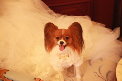 Wedding puppy gown with lace sleeves