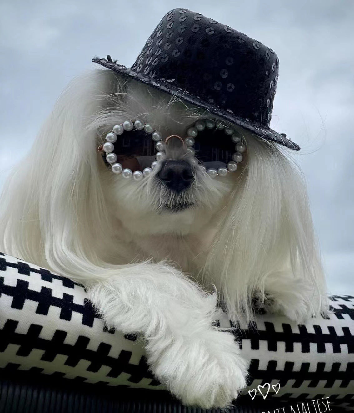 White dog in a black hat wearing dark pearl round pet sunglasses