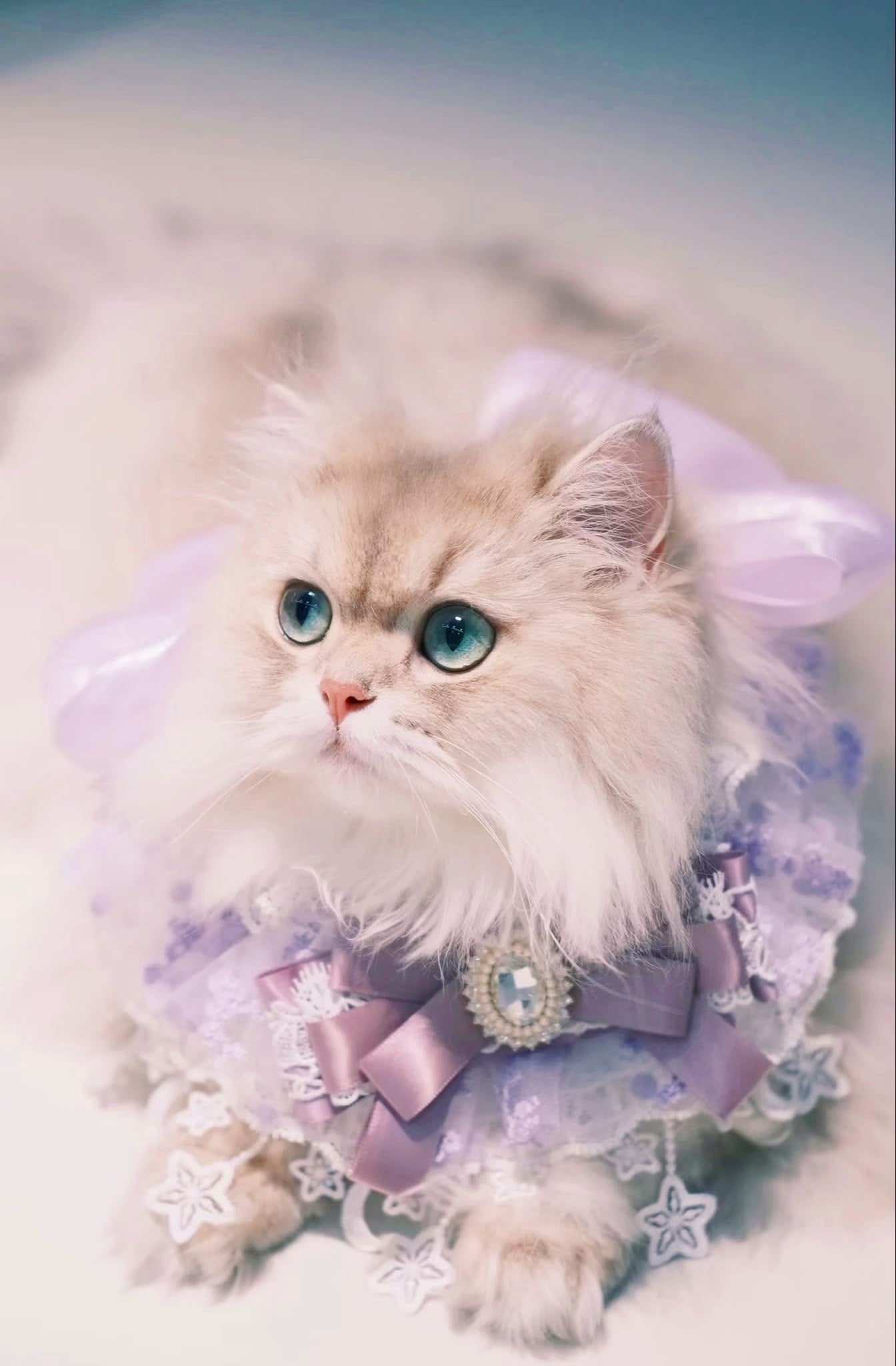 Cat wearing a ruffled floral pet bib collar as a dress-up fit reference