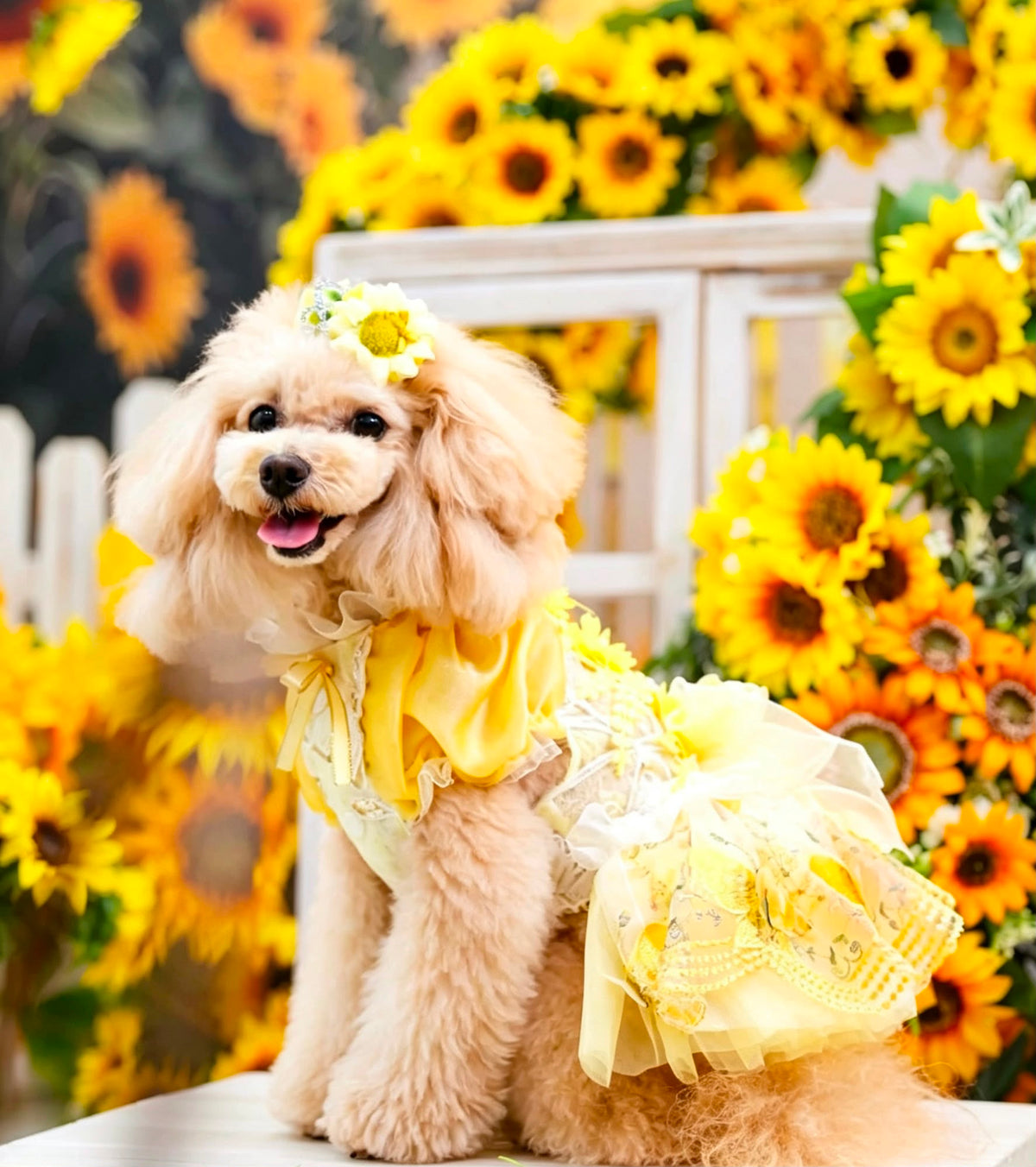 Small dog wearing yellow floral tulle dress in a sunflower setting