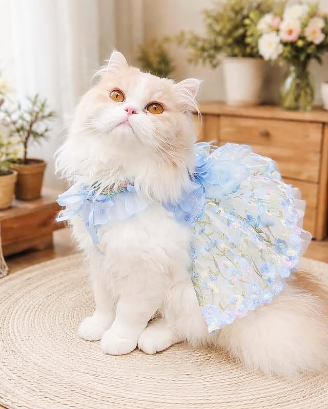 Cat wearing blue embroidered tulle pet dress in an indoor portrait