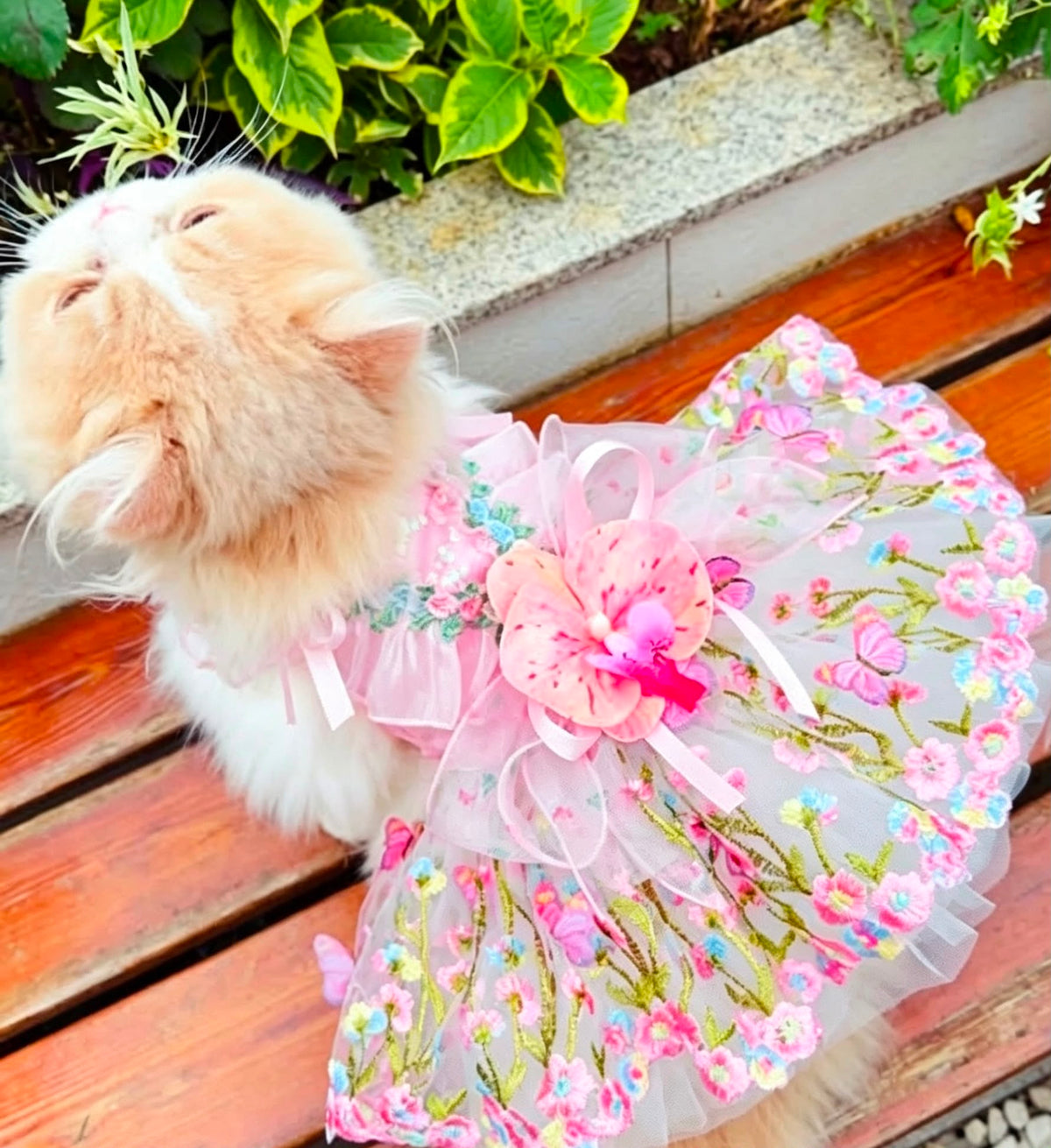 Cat wearing pink floral butterfly pet dress with tulle skirt outdoors