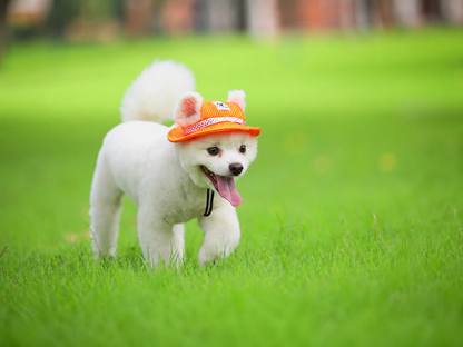 White dog walking on grass in an orange pet sun hat