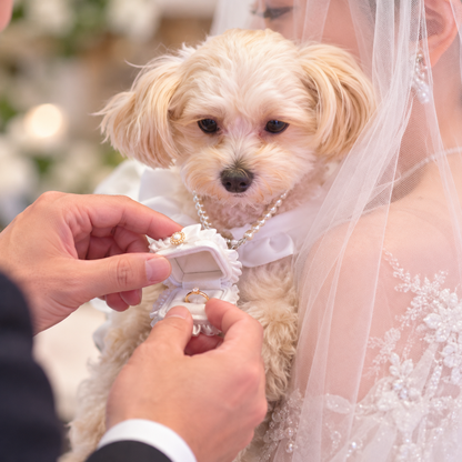 Dog ring bearer wearing pearl necklace while wedding ring is placed in white box