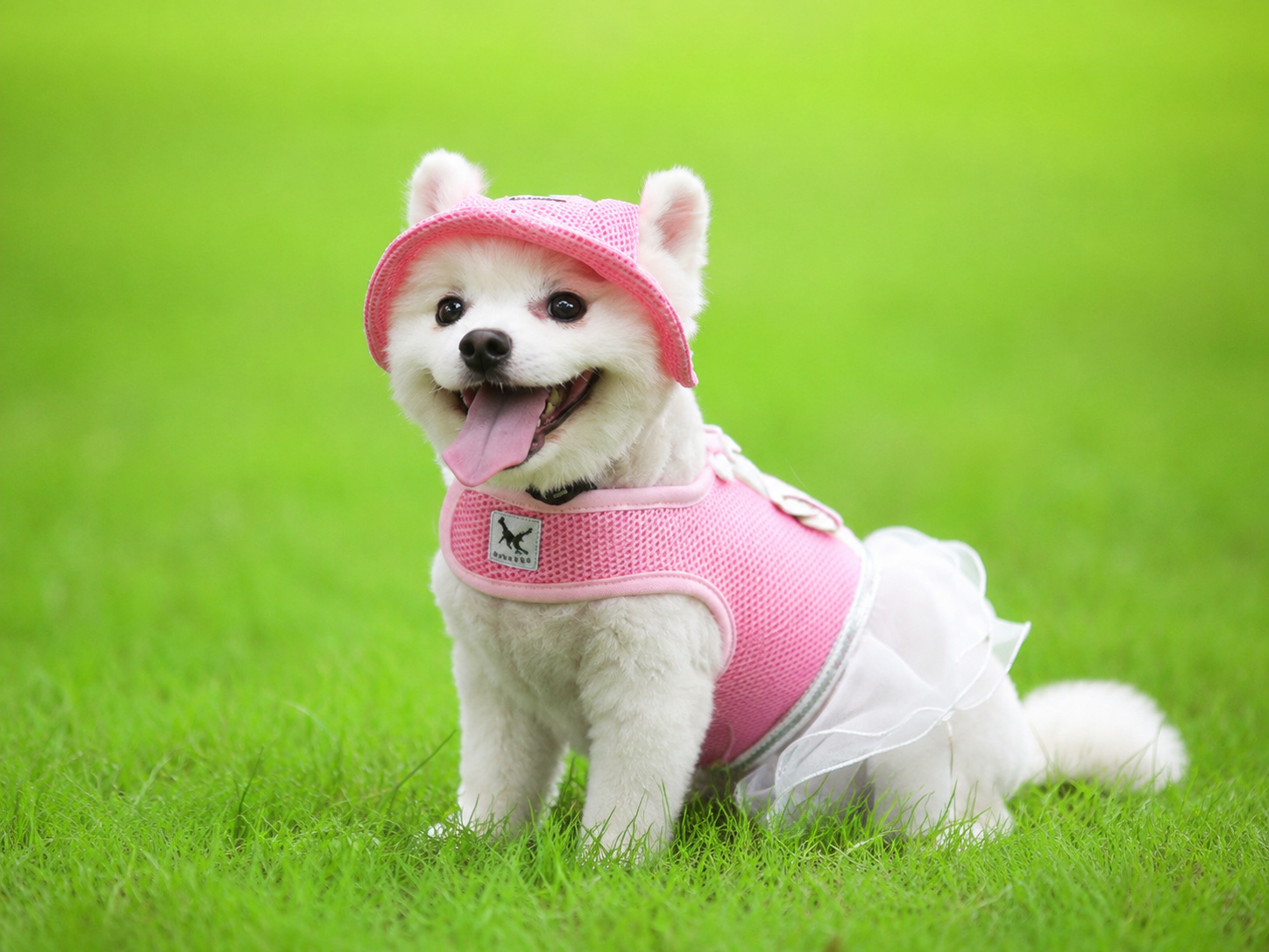 White dog wearing a pink pet sun hat with ear holes and white bow detail