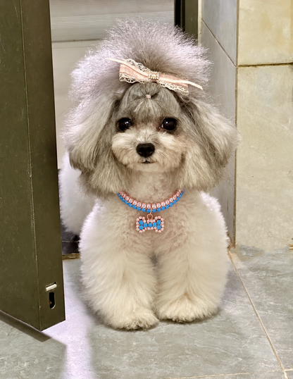 Small white dog wearing a blue bone charm pet necklace