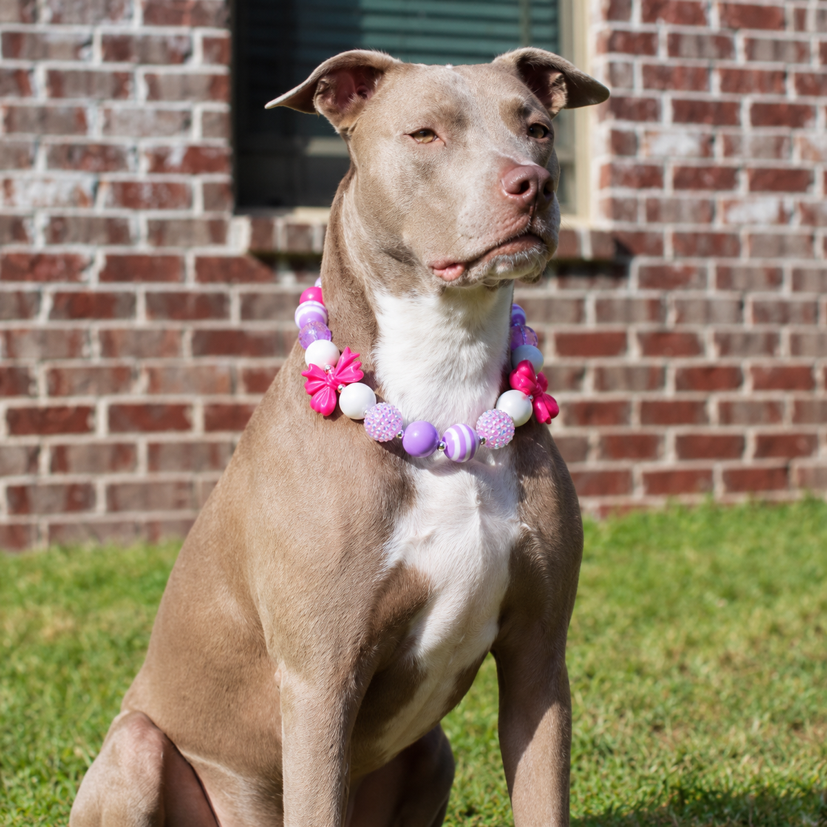 Large dog wearing pink bow acrylic beaded pet necklace near brick wall