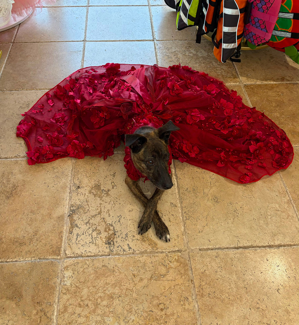 Luxury Burgundy Floral Dog Wedding Dress